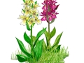 vigelsjo1