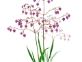 vigelsjo2