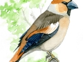 vigelsjo3